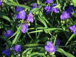 Photo les fleurs du jardin Virginia Spiderwort, Les Larmes De Dame (Tradescantia virginiana), bleu
