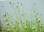 Foto Gartenblumen Tridax , weiß