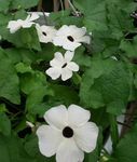 foto I fiori da giardino Occhio Nero Susan (Thunbergia alata), bianco