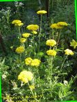 foto I fiori da giardino Achillea, Staunchweed, Sanguinario, Woundwort Thousandleaf, Del Soldato , giallo