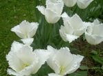 foto I fiori da giardino Tulipano , bianco
