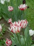 Foto Dārza Ziedi Tulpe (Tulipa), sarkans