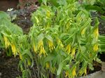 fotografie Zahradní květiny Velké Merrybells, Velký Bellwort (Uvularia), žlutý
