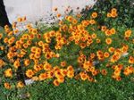 foto Flores do Jardim Pára-Quedas Daisy (Ursinia), laranja