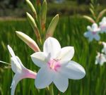 Photo Garden Flowers Watsonia, Bugle Lily , white