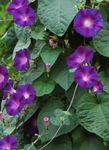 Photo Morning Glory, Blue Dawn Flower (Ipomoea), purple