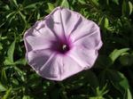 Photo Morning Glory, Blue Dawn Flower (Ipomoea), lilac