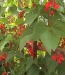 Photo Garden Flowers Scarlet Runner Bean, Scarlet Conqueror, Fire Bean, Mammoth, Red Gian (Phaseolus coccineus), red