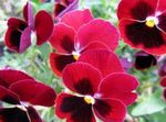 фотографија Баштенске Цветови Виола, Панси (Viola  wittrockiana), црвено