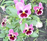 Foto Gartenblumen Viola, Stiefmütterchen (Viola  wittrockiana), rosa