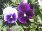 Foto Vrtne Cvjetovi Viola, Maćuhica (Viola  wittrockiana), ljubičasta