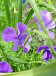 foto I fiori da giardino Cornuto Viola, Viola Cornuta , lilla