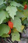 Foto Gartenblumen Chinesische Laterne Pflanze, Erdbeere Boden Kirsche (Physalis franchetii, Physalis alkekengi), orange