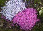 foto I fiori da giardino Strisciante Phlox, Muschio Phlox (Phlox subulata), lilla