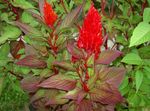 Photo Garden Flowers Cockscomb, Plume Plant, Feathered Amaranth (Celosia), red