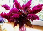 foto I fiori da giardino Cresta Di Gallo, Pianta Plume, Amaranto Piumato (Celosia), vinoso