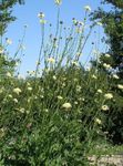 Photo bláthanna gairdín Scabious Ollmhór (Cephalaria), bán