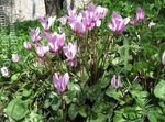 Photo Garden Flowers Sow Bread, Hardy Cyclamen , lilac