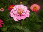 fotografie Zahradní květiny Cínie (Zinnia), růžový