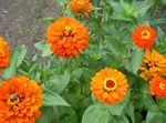 fotografie Zahradní květiny Cínie (Zinnia), oranžový