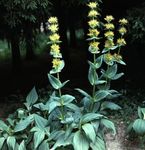 foto I fiori da giardino Falso Hellebore (Veratrum), giallo