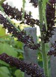 foto I fiori da giardino Falso Hellebore (Veratrum), nero