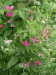 Photo Garden Flowers Lathyrus tuberosus , pink