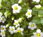 zdjęcie Ogrodowe Kwiaty Ekzakum (Exacum affine), biały