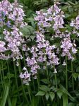 Photo Garden Flowers Spanish Bluebell, Wood Hyacinth (Endymion hispanicus, Hyacinthoides hispanica), lilac