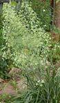 Photo Garden Flowers Elegant Camas, Mountain Death Camas (Zigadenus elegans, Anticlea elegans), green