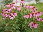 φωτογραφία Λουλούδια κήπου Coneflower, Ανατολική Coneflower (Echinacea), ροζ