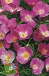Photo les fleurs du jardin Pavot De Californie (Eschscholzia californica), lilas