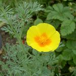 Photo les fleurs du jardin Pavot De Californie (Eschscholzia californica), jaune