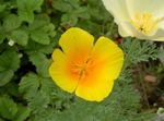 Photo les fleurs du jardin Pavot De Californie (Eschscholzia californica), orange