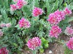 Foto Gartenblumen Wundklee, Finger Dame (Anthyllis), rosa