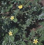 Photo Garden Flowers Puncturevine, Caltrop, Goat's Head, Bullhead, Maltese Cross (Tribulus), yellow