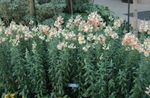 φωτογραφία Λουλούδια κήπου Snapdragon, Ρύγχος Νυφίτσα Του (Antirrhinum), ροζ