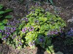 Foto Gartenblumen Lamium, Taubnessel , flieder