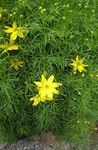Photo Garden Flowers Tickseed (Coreopsis), yellow