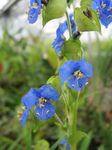 Nuotrauka Sodo Gėlės Dieną Gėlė, Spiderwort, Našlių Ašaras (Commelina), mėlynas