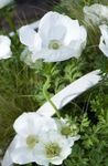 foto I fiori da giardino Corona Windfower, Windflower Grecian, Papavero Anemone (Anemone coronaria), bianco