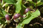 Фото Садові Квіти Арізарум (Мишині Хвостики) (Arisarum proboscideum), бордовий