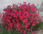 foto I fiori da giardino Petunia Fortunia (Petunia x hybrida Fortunia), rosso