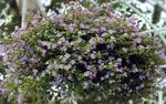 foto I fiori da giardino Bacopa (Sutera) , lilla