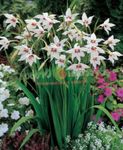 Photo Garden Flowers Abyssinian Gladiolus, Peacock Orchid, Fragrant Gladiolus, Sword Lily (Acidanthera bicolor murielae, Gladiolus murielae), white