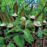 Photo les fleurs du jardin Rayée Cobra Lily, Chinois Jack-In-The-Chaire (Arisaema), pourpre