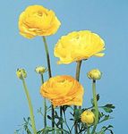 foto Ranunculus, Perzische Boterbloem, Tulband Boterbloem, Perzisch Ranonkel karakteristieken