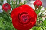 Foto Flores de jardín Ranúnculo, Ranúnculo Persa, Ranúnculo Turbante, Crowfoot Persa (Ranunculus asiaticus), rojo
