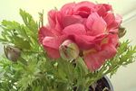 Photo Garden Flowers Ranunculus, Persian Buttercup, Turban Buttercup, Persian Crowfoot (Ranunculus asiaticus), pink