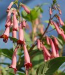 fotografie Zahradní květiny Mys Fuchsie (Phygelius capensis), růžový